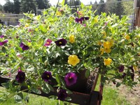 Mixed Plant