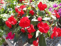 New Guinea Impatiens