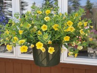Calibrachoa - Million Bells